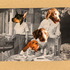 20120813193433-a_dogs_life