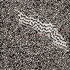 20120814183626-sheildofmoie