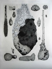 Survival Relationships No.1 (Symbiosis State),Amber Stucke