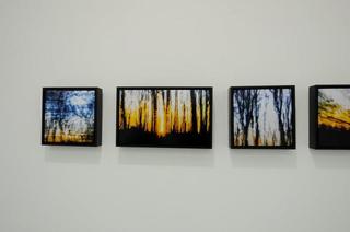Tree,Tree