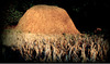 20120817132847-bale_hay_while_the_sun_shines2