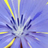 20120818004200-chichory
