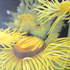 20120820144736-_alegria__joy___2010__acrilyc_on_canvas_60_x_70_cm