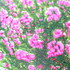 20120820145636-_flores_ao_sol__30_x_36_cm__2009__acrilyc