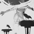 20120820160731-unemployed_storks