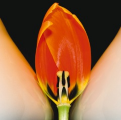 ,Ellen Cantor