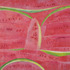 20120822174632-watermelon_8-13-07v3_copy
