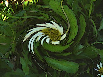 20120823161839-daisy_swirl