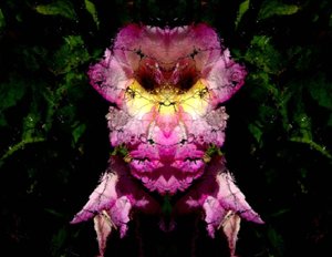 20120823164018-flower_behind_web_mirtored
