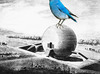 20120823231043-blue_mountain_bird_meets_ledoux_web