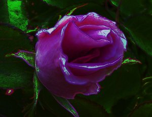 20120824022455-rosebud_bursting