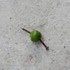 20120824235811-lime-and-nail-300x200