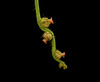 20120827154358-kesseler-oak-flowers