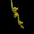 20120827154358-kesseler-oak-flowers