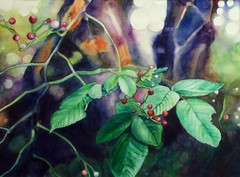 20120828034803-aislinn_lowry__soft_focus_memory_rose_hips
