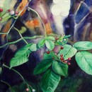 20120828034803-aislinn_lowry__soft_focus_memory_rose_hips