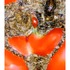 20120828213043-ripe3028