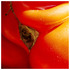 20120828213218-ripe3001
