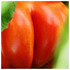20120828213300-ripe3005