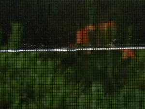 Falling_still