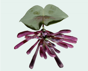 Botanical Slide Show,Rosemarie Trockel