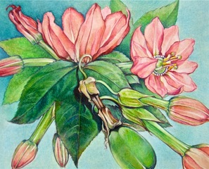 Fleur de Passion,Joseph S. Kohls