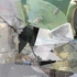20120905064412-birds