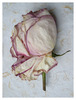 20120905191812-sousarose