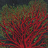 20120907221021-rockwell_untilted_red_tree_with_leaves_