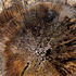 20120908182426-4copiaweb