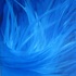 20120909153037-actiniaria_final