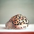 20120910123830-concha_vi