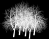 20120911174728-blackwoodintro_animation