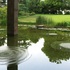 20120913080040-installationsansicht_seerosen