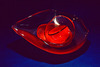 20120916230603-aac_img_exhibits_chihuly_lg