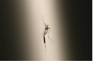 The Last Few Mosquitoes,Xu Zhen