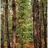 20120918100133-phpthumb_generated_thumbnail