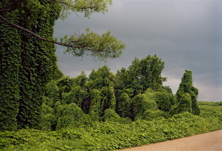 Kudzu with Storm Cloud, near Akron, Alabama,William Christenberry