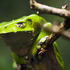 20120919192628-frogger