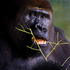 20120919192643-gorilla