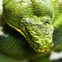 20120919192657-greensnake