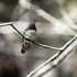 20120919192712-hummingbird_crop