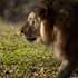 20120919192751-lion