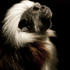 20120919192816-monitoup