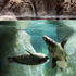20120919192913-seals