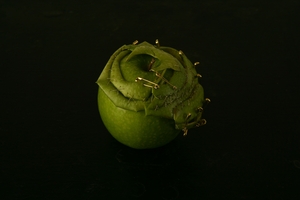 20120922110315-orig_apple
