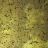 20120922120009-dandilion_teddy_projection_002