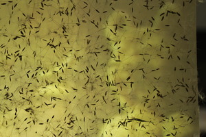 20120922120009-dandilion_teddy_projection_002