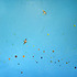 20120922195635-greg_ragland_2_rufous_in_brilliant_blue_with_many_shapes_sm