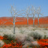 20120924175147-safeguarding_poppies